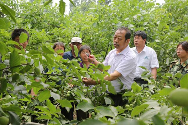 图为李保国在田间为田舍解说核桃栽培实用技术。